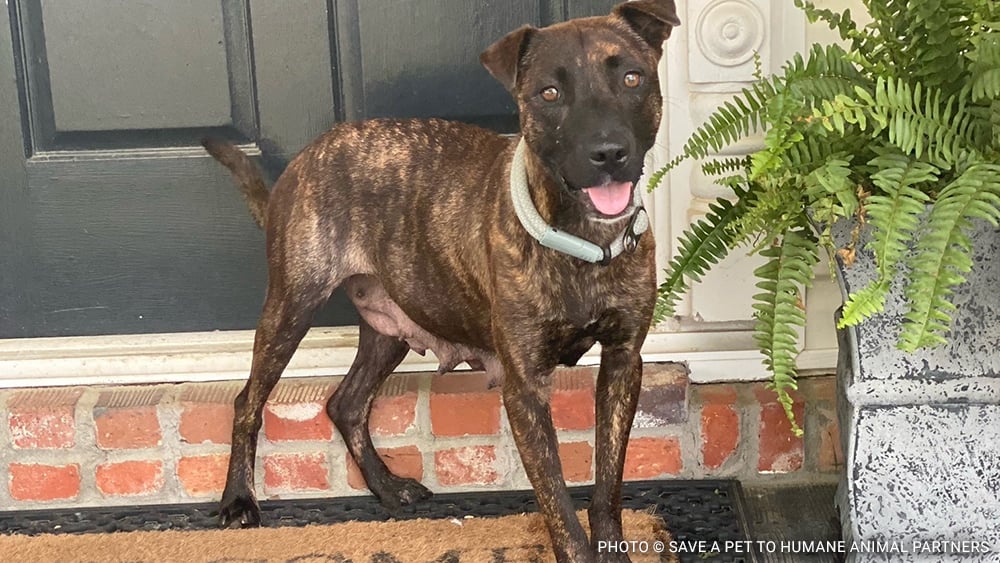 Save a Heart: How Good Flights Saves Shelter Pets with Heartworm Disease